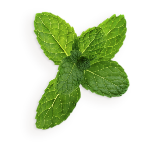 Peppermint Leaf